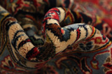Kashan Persian Carpet 415x300 - Picture 7