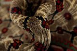 Songhor - Koliai Persian Carpet 290x160 - Picture 7